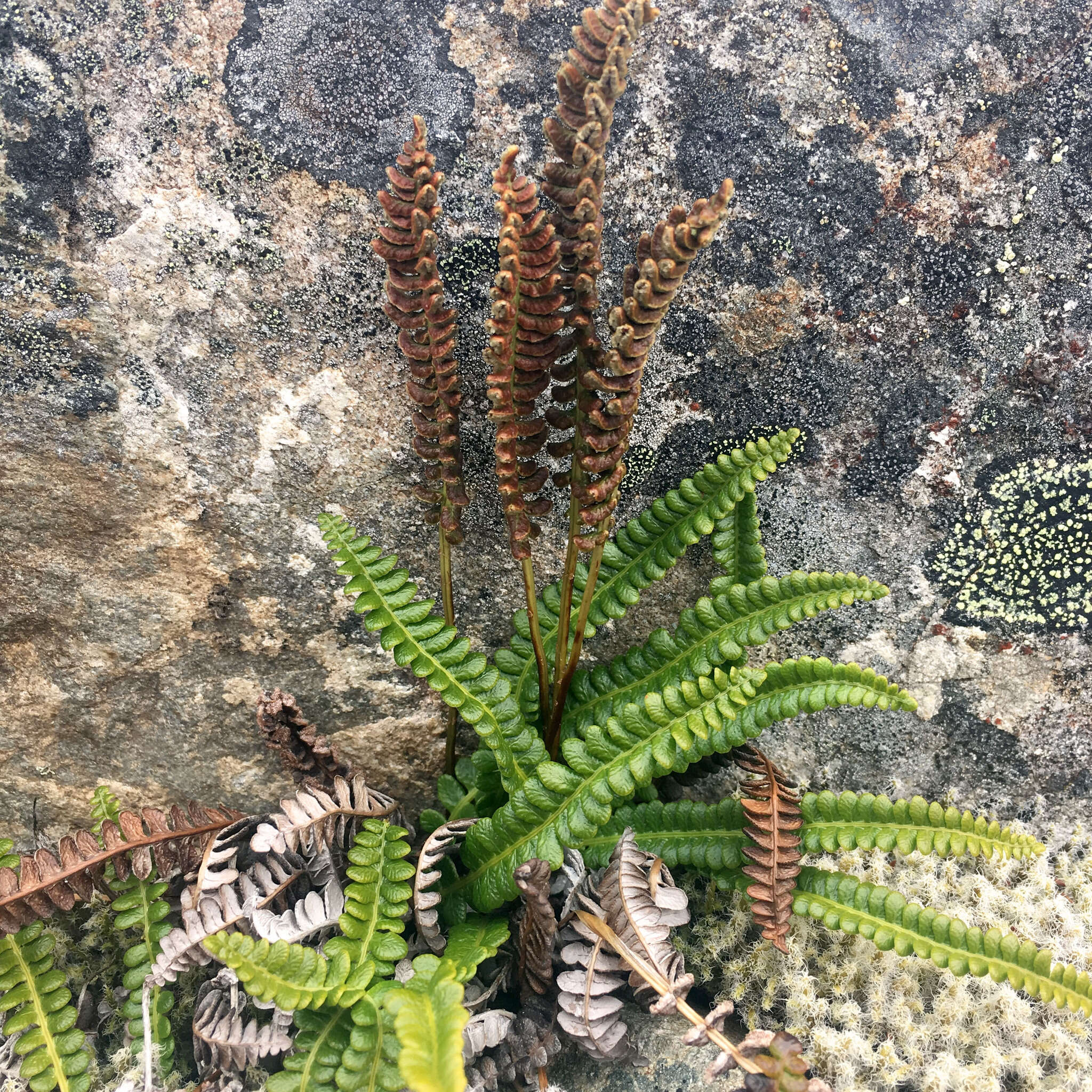 Image of Antarctic hard-fern