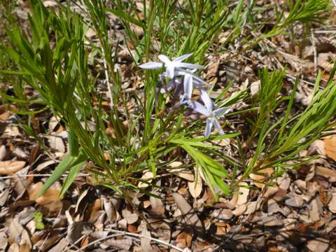 Plancia ëd Amsonia ciliata Walt.