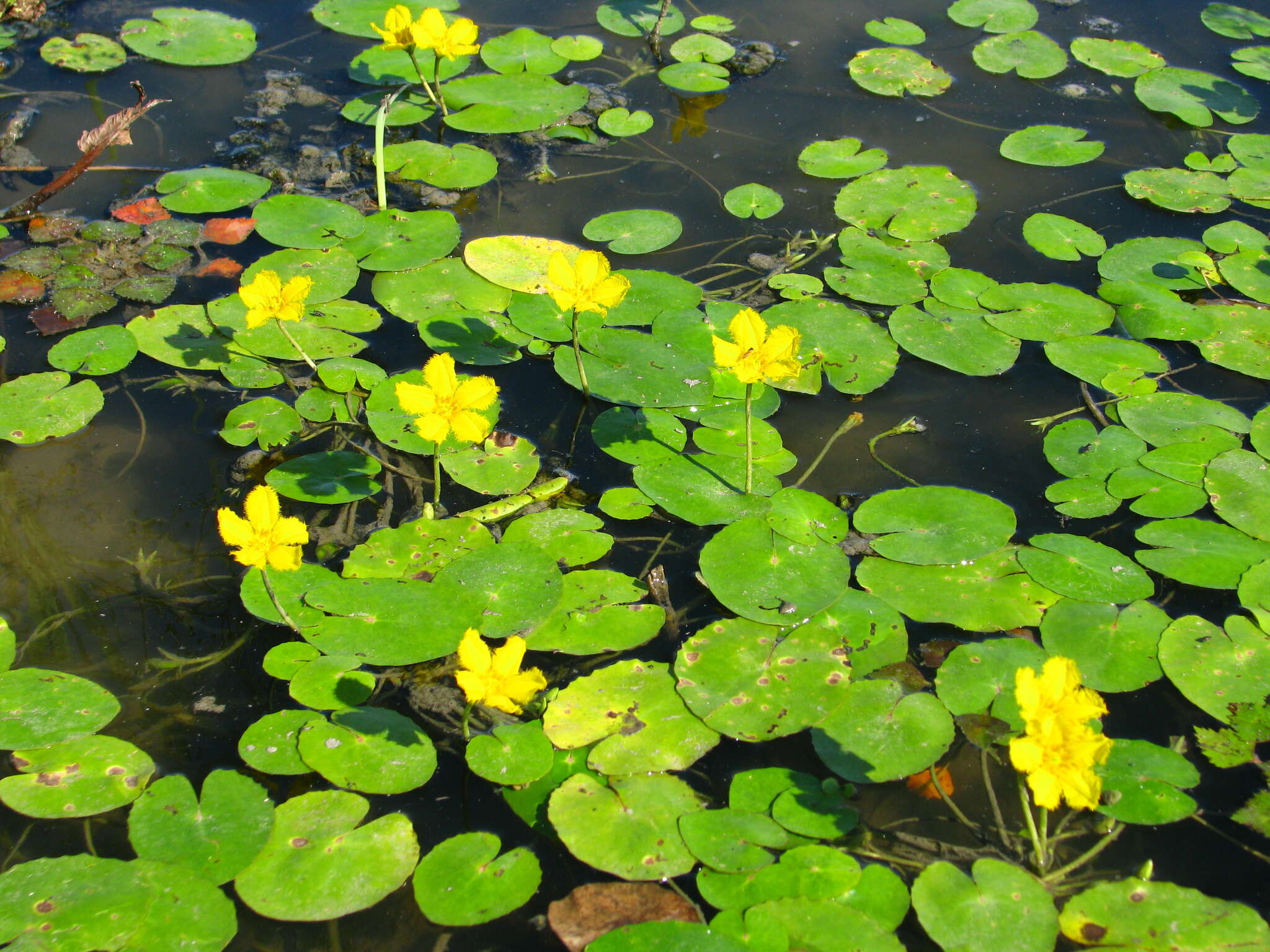 Image of yellow floatingheart