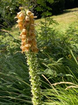 Imagem de Digitalis ferruginea L.