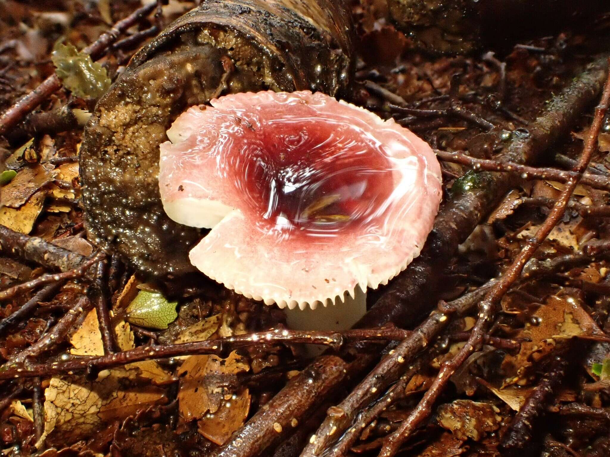 Image de Russula roseopileata McNabb 1973