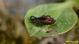 Ixodes nipponensis Kitaoka & Saito 1967的圖片