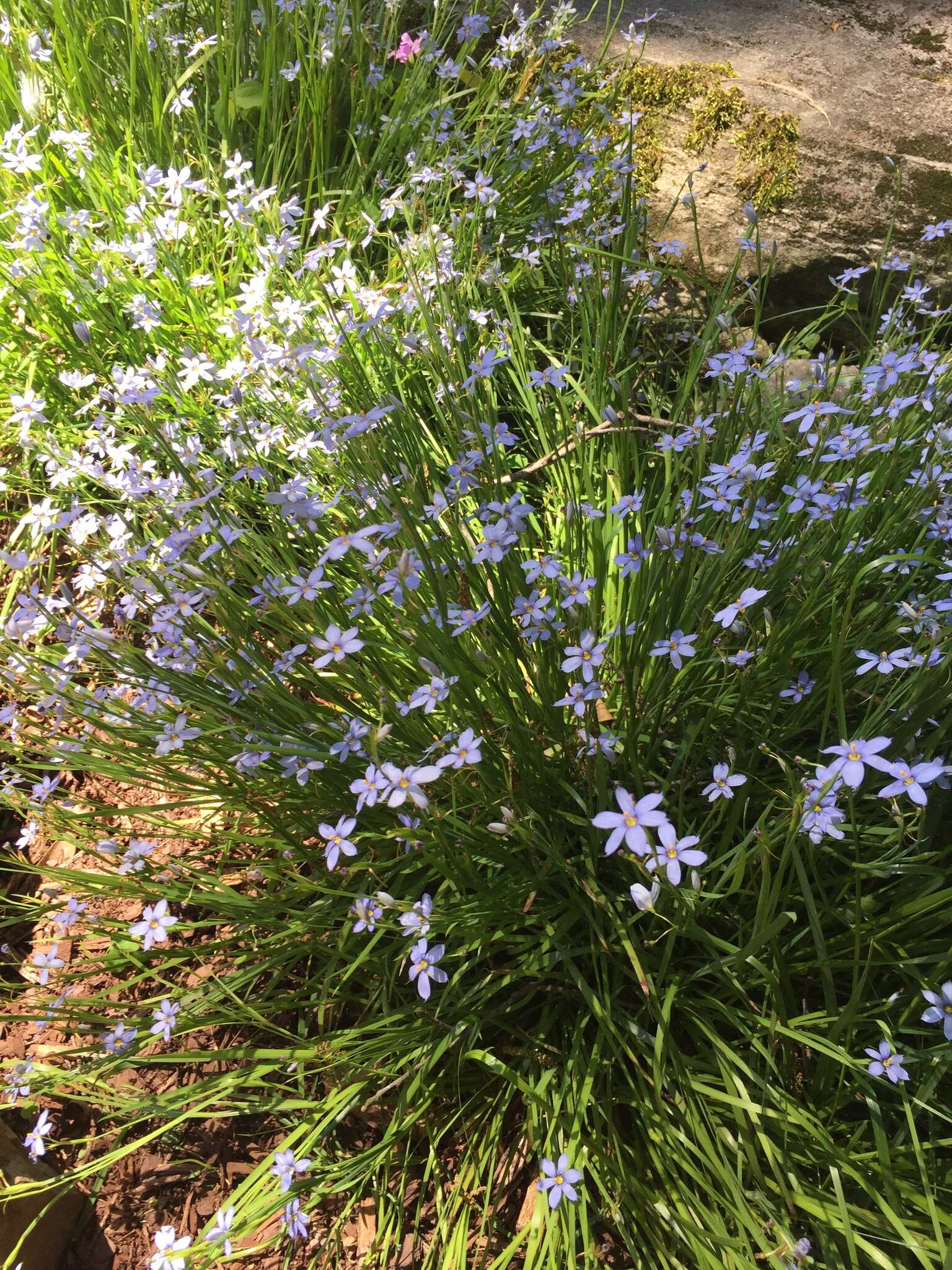 Image of eastern blue-eyed grass