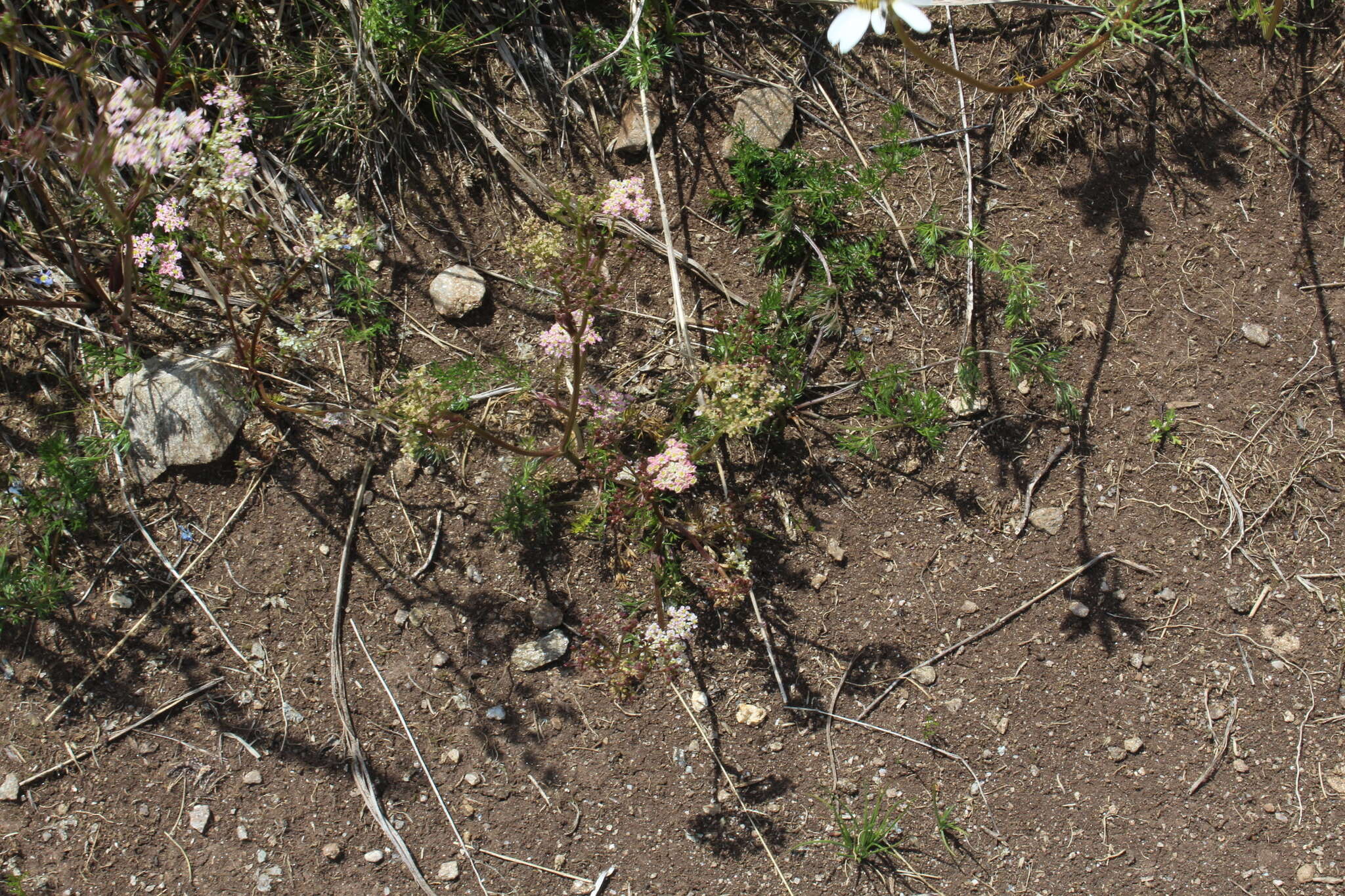 Image of Carum meifolium (M. Bieb.) Boiss.