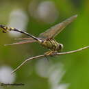 Image of Ictinogomphus kishori Ram 1985