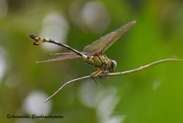 صورة Ictinogomphus kishori Ram 1985