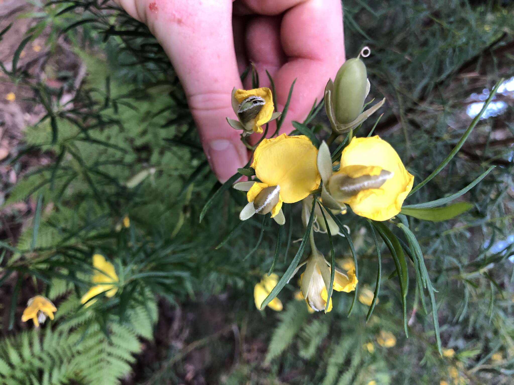 Plancia ëd Gompholobium latifolium Sm.