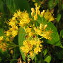 Image of Sinclairia deamii (B. L. Rob. & Bartlett) Rydb.