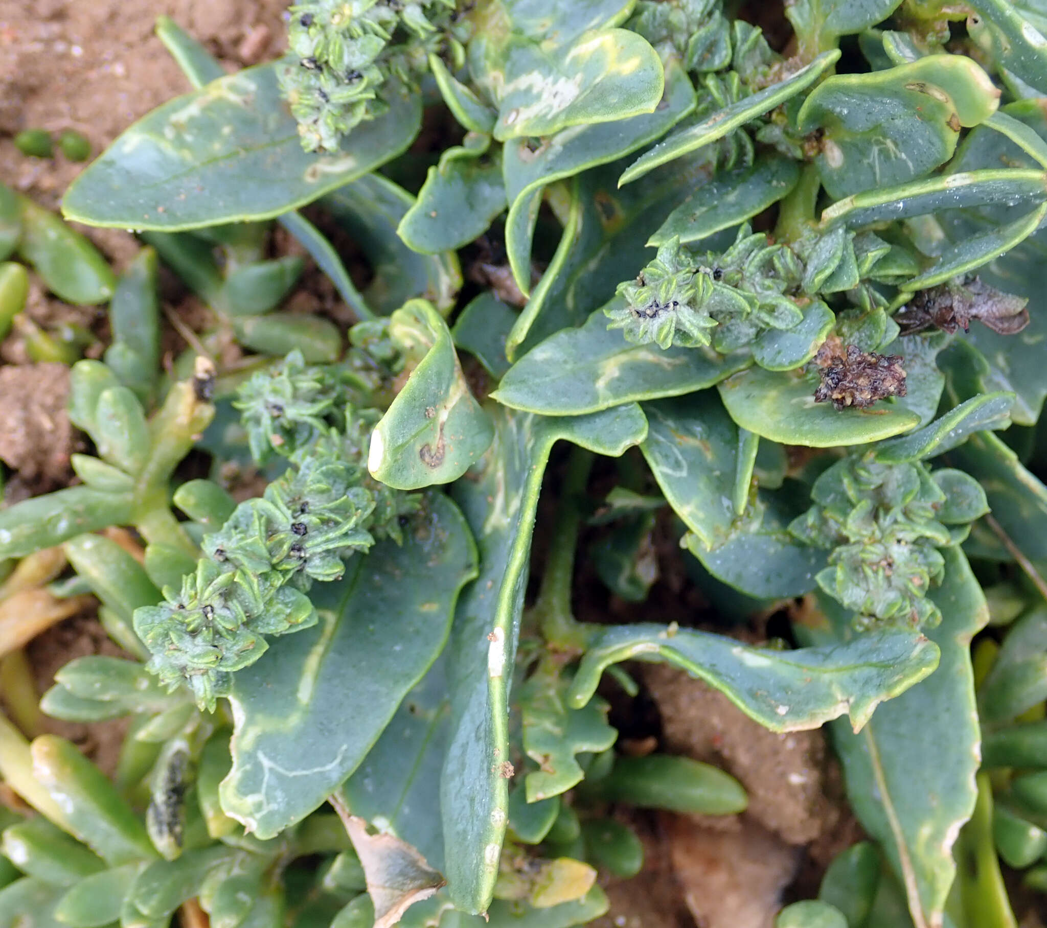 Image de Atriplex australasica Moq.