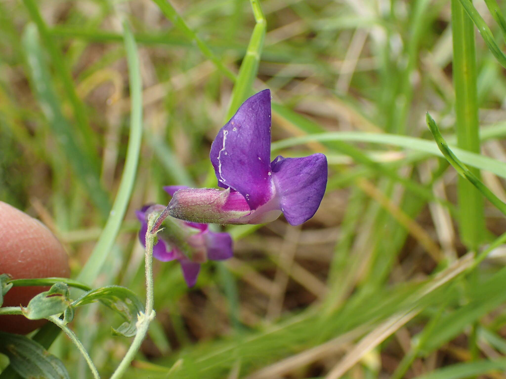 Слика од Lathyrus palustris L.