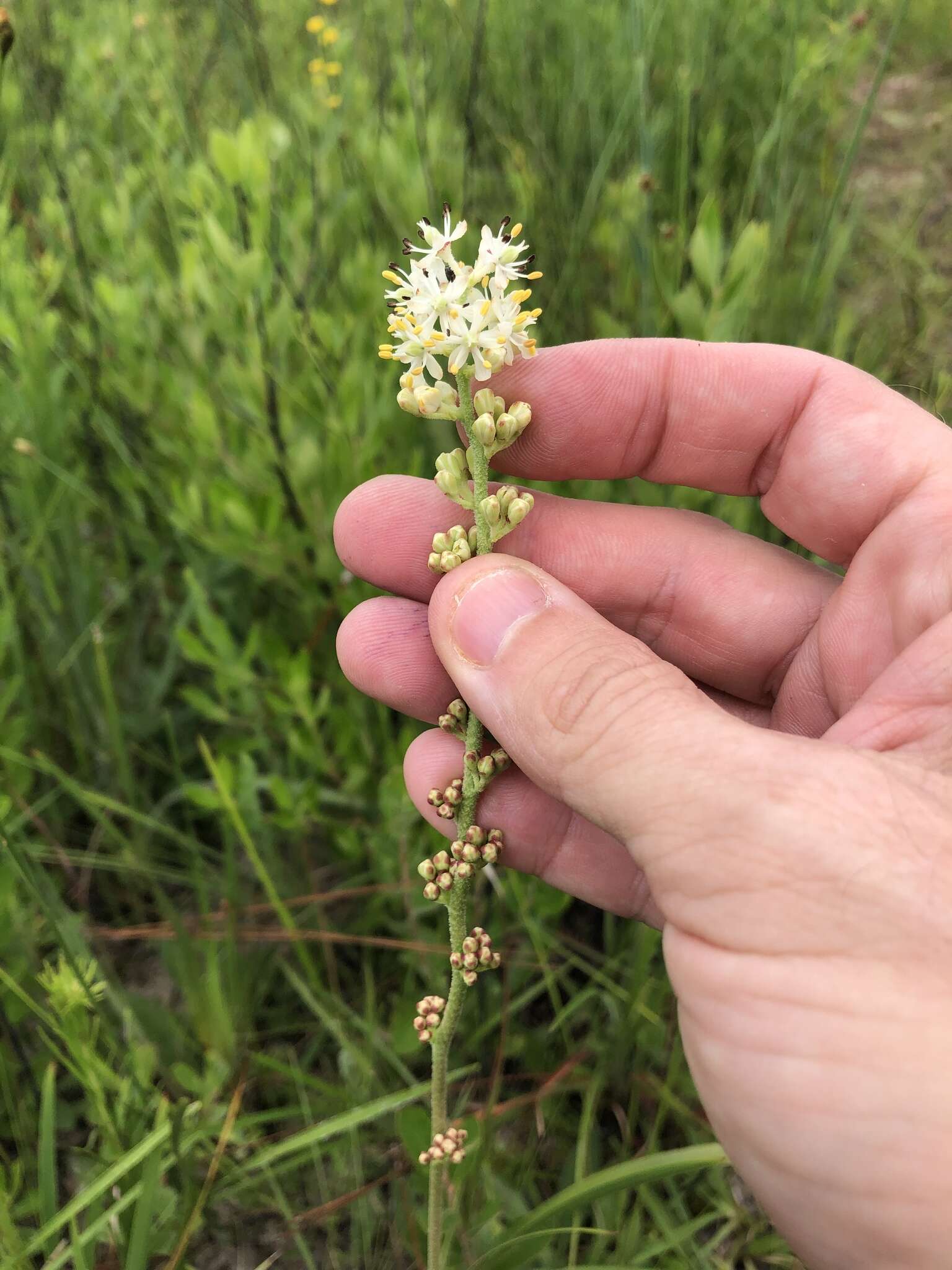 Image of coastal false asphodel