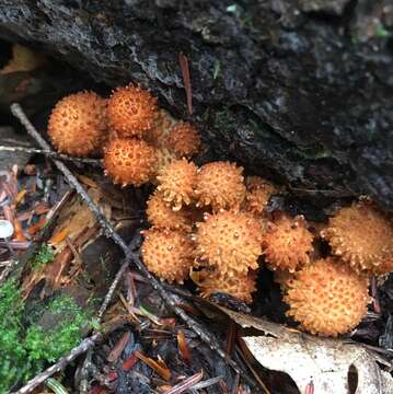 Pholiota squarrosoides (Peck) Sacc. 1887 resmi