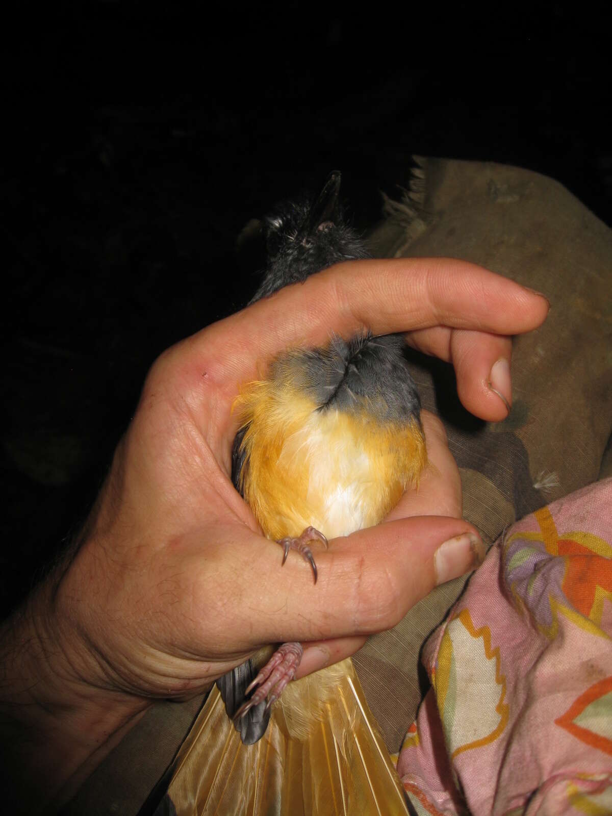 Image of Rufous-tailed Shama