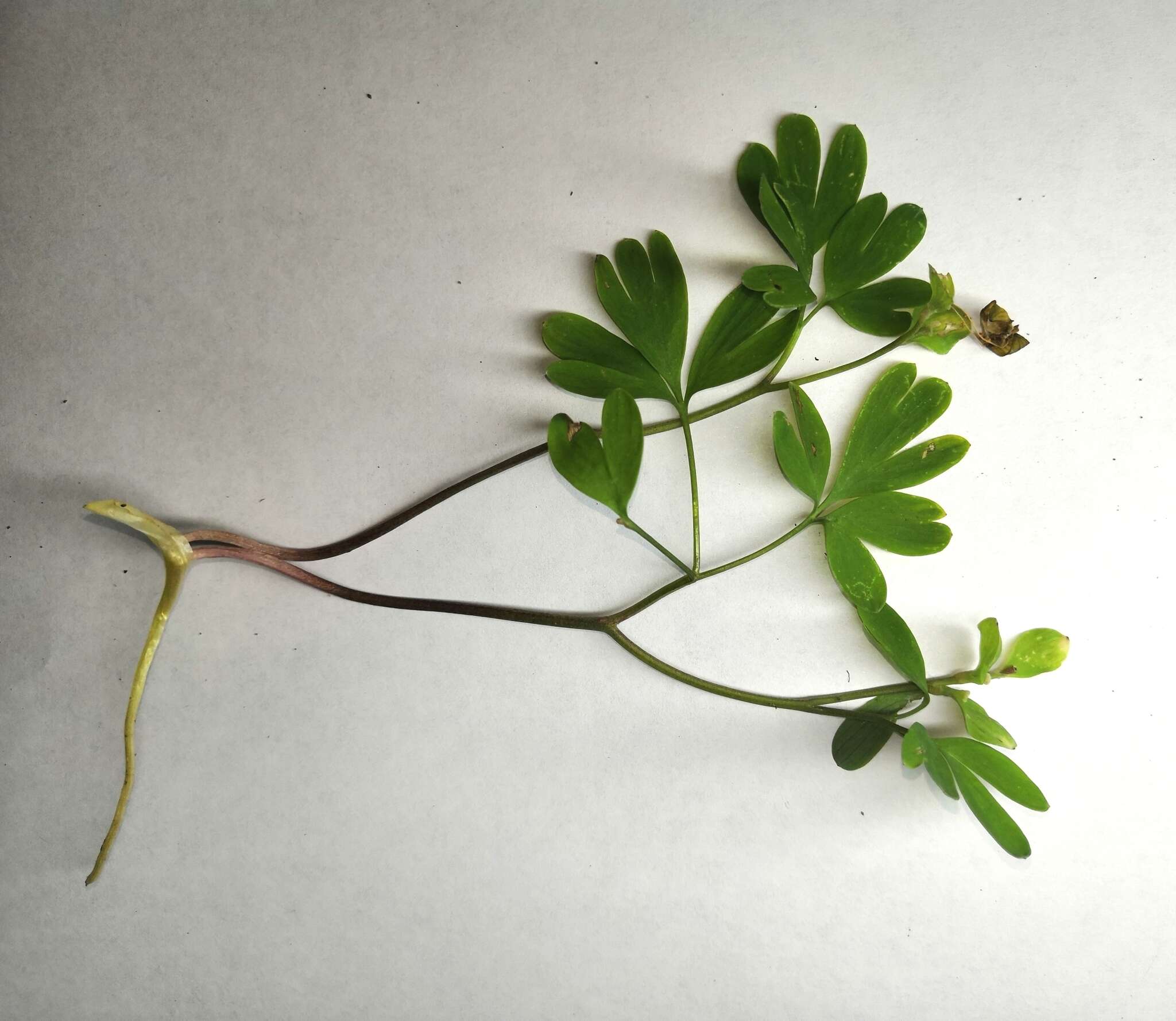 Image de Corydalis intermedia (L.) Merat