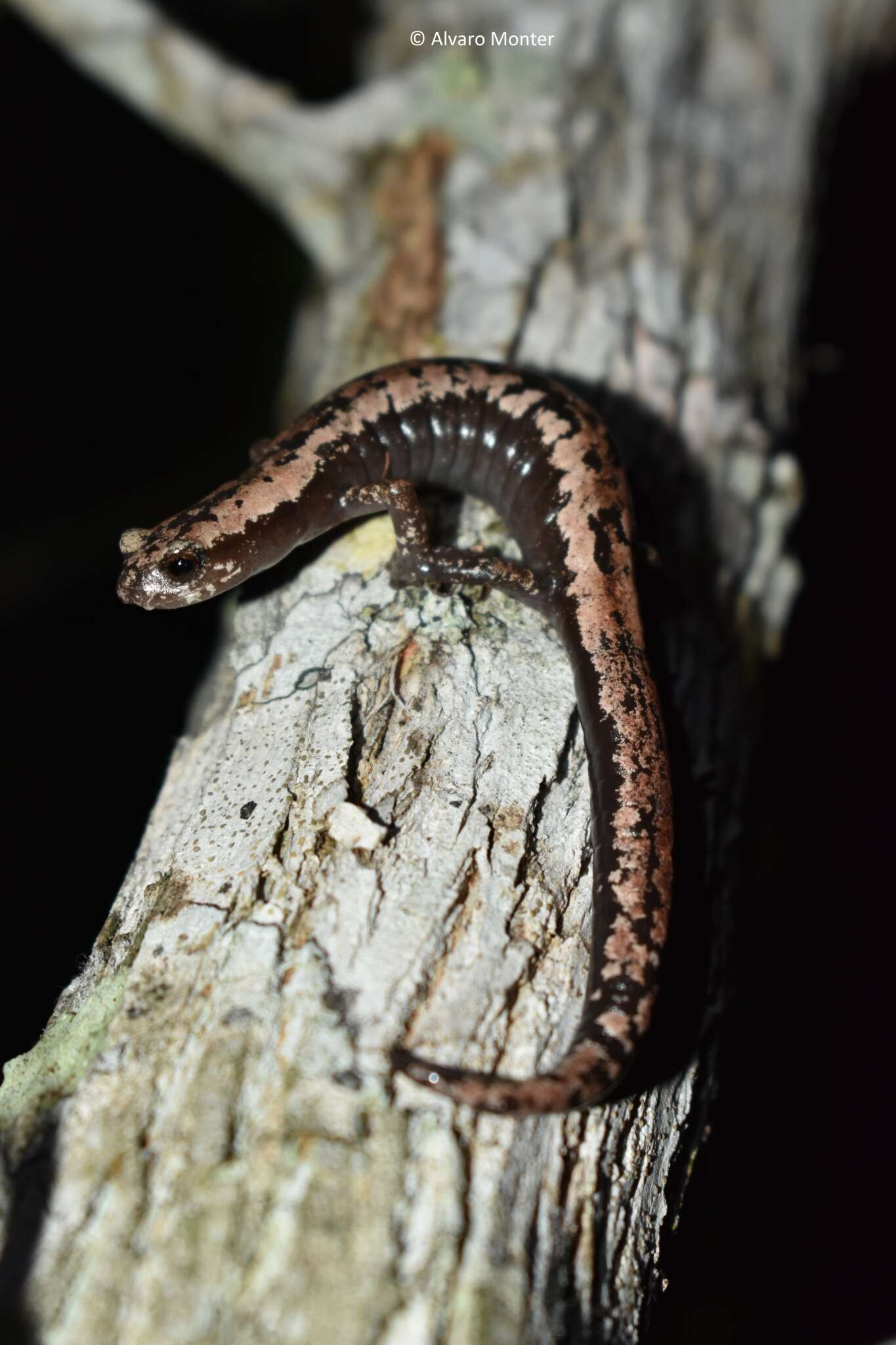 Image of Yucatan Mushroomtongue Salamander