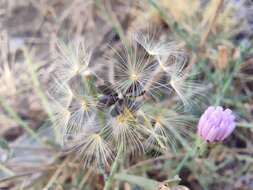 Image of Lactuca tenerrima Pourr.