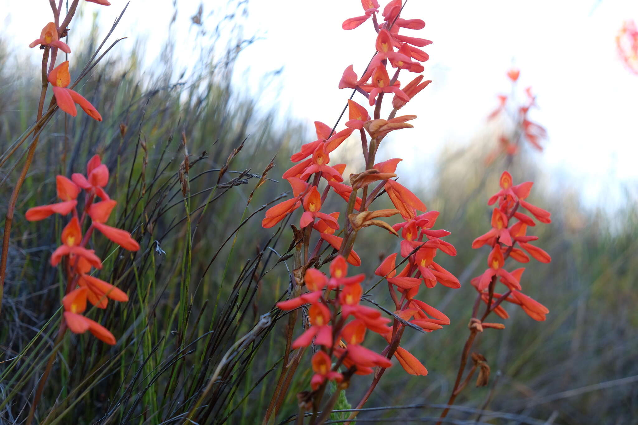 Image de Disa cardinalis H. P. Linder