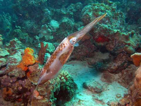 Image of Caribbean reef squid