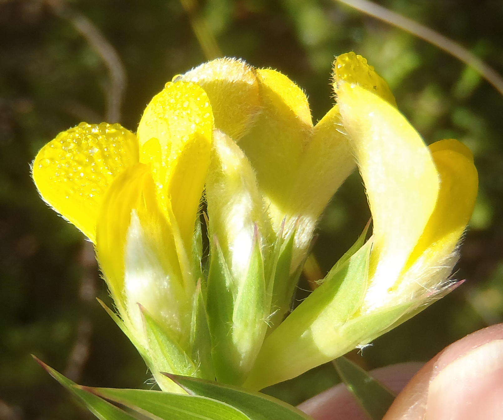 Слика од Aspalathus angustifolia subsp. angustifolia