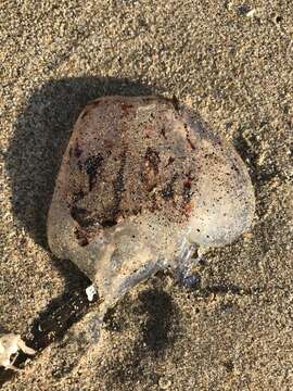 Image of purple-striped jellyfish