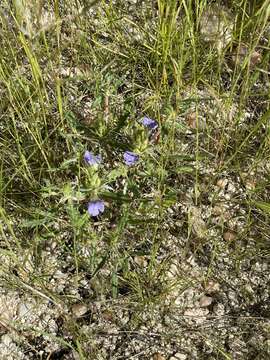 Image of Blepharis obmitrata C. B. Cl.