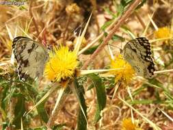 Imagem de Melanargia titea Klug 1832