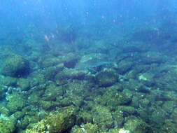 Image of Galapagos Shark