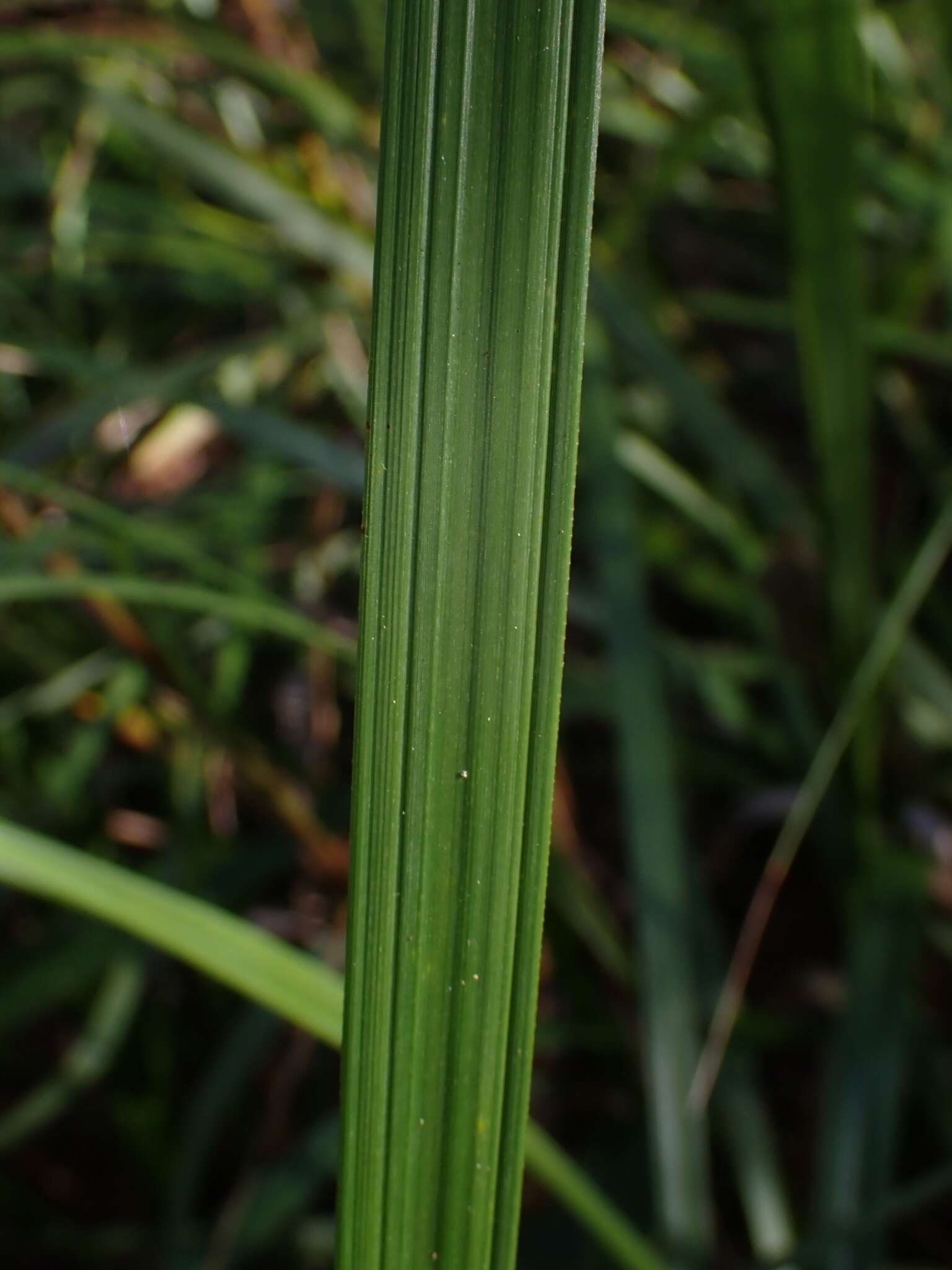 Image of Gahnia melanocarpa R. Br.