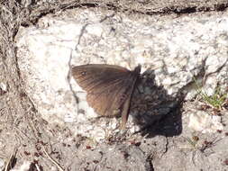 Image of Black Ringlet