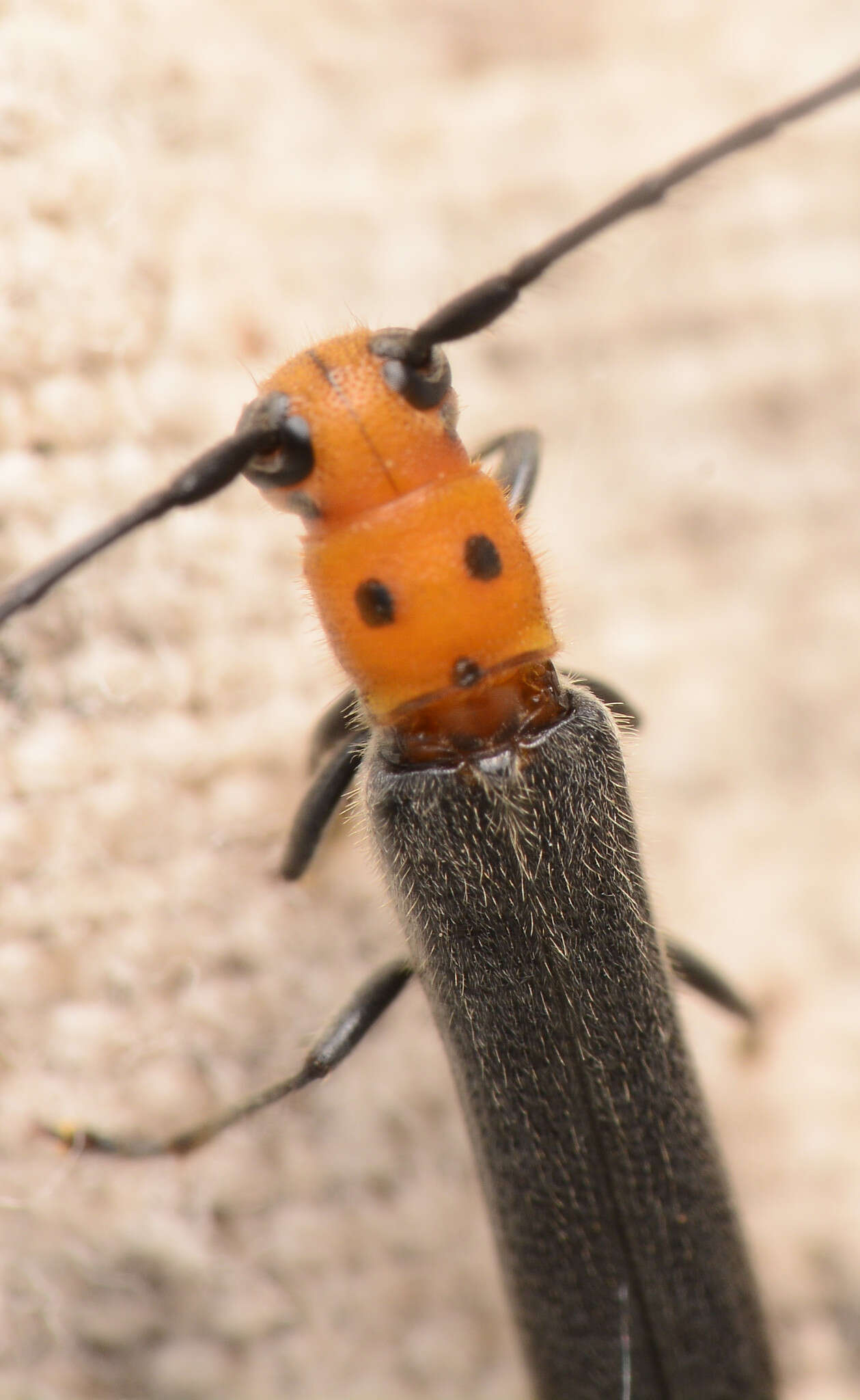 Image of Raspberry Cane Borer