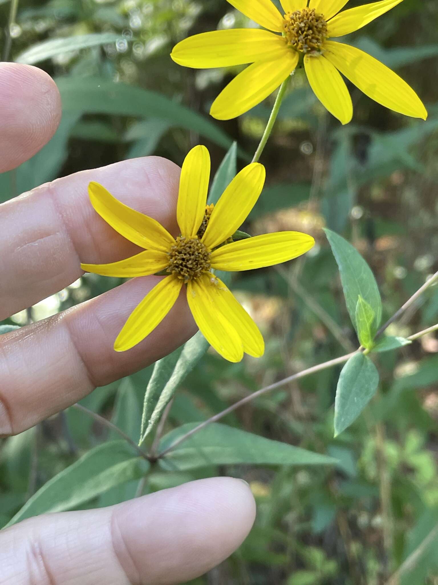 Image of smooth sunflower