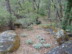 Image of Cobb Mountain lupine