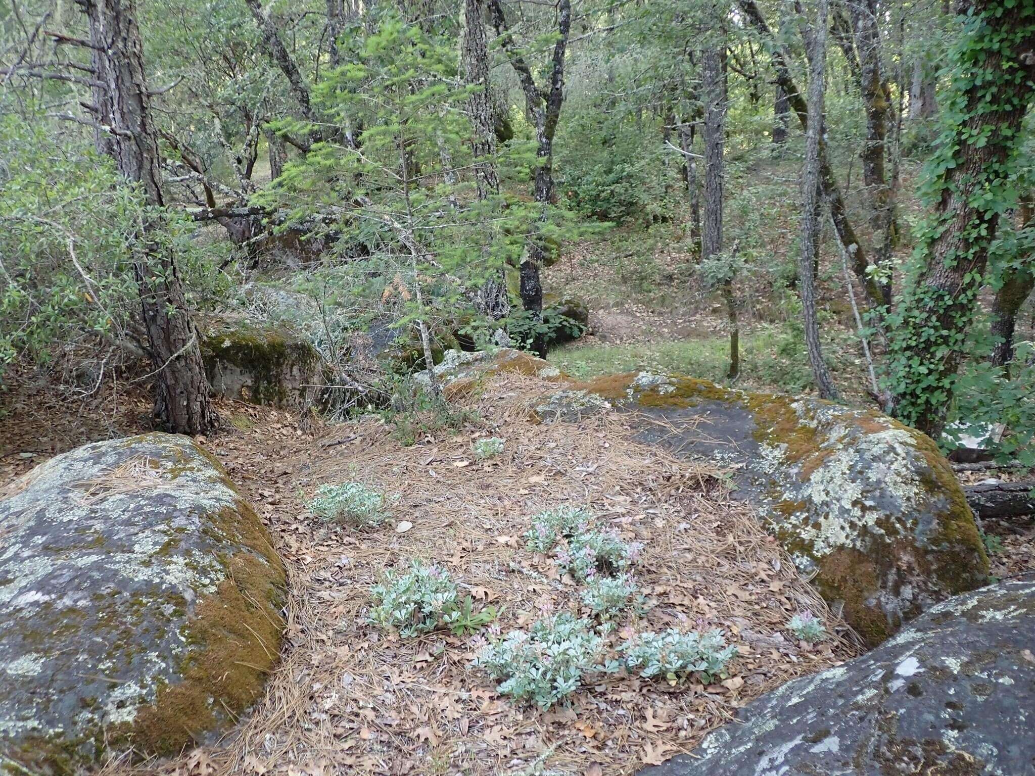 Image of Cobb Mountain lupine