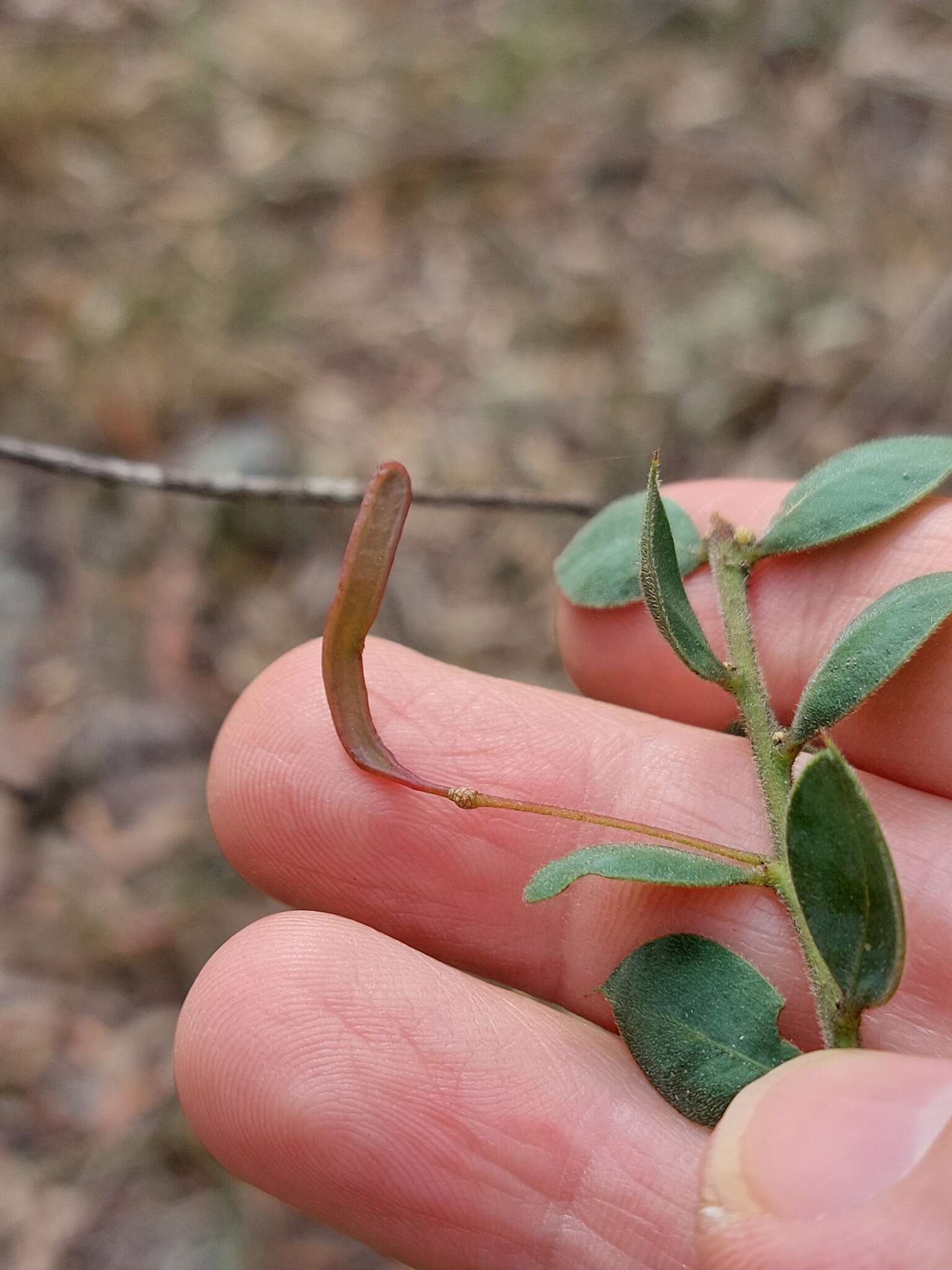 Image of Acacia cremiflora B. J. Conn & Tame