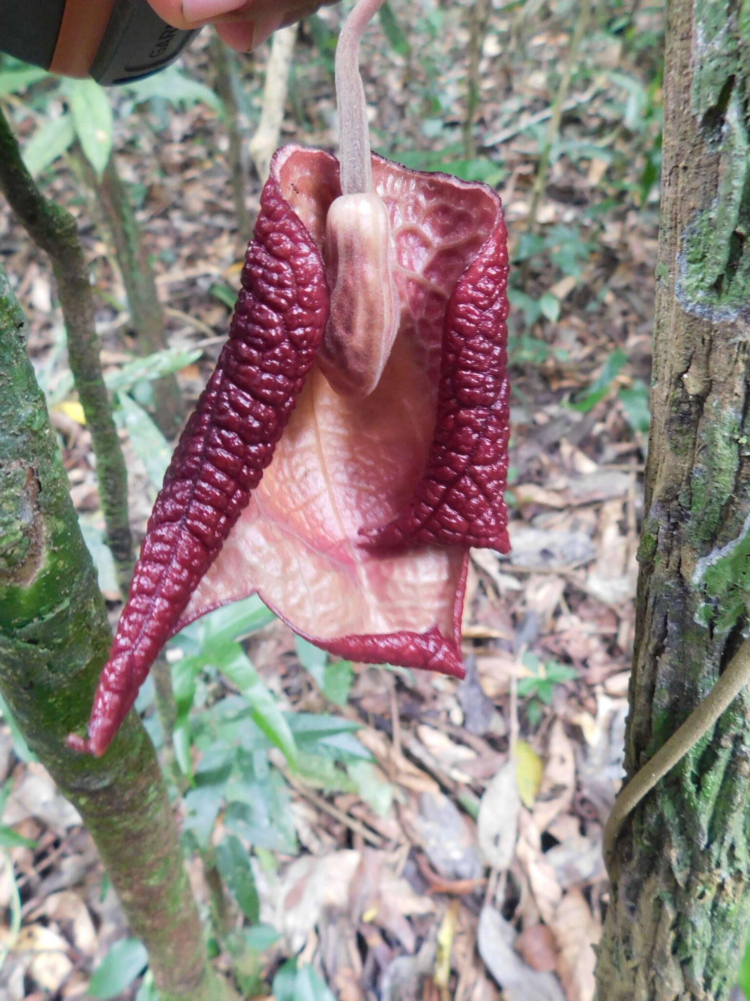 Image of Aristolochia paracleta H. W. Pfeifer