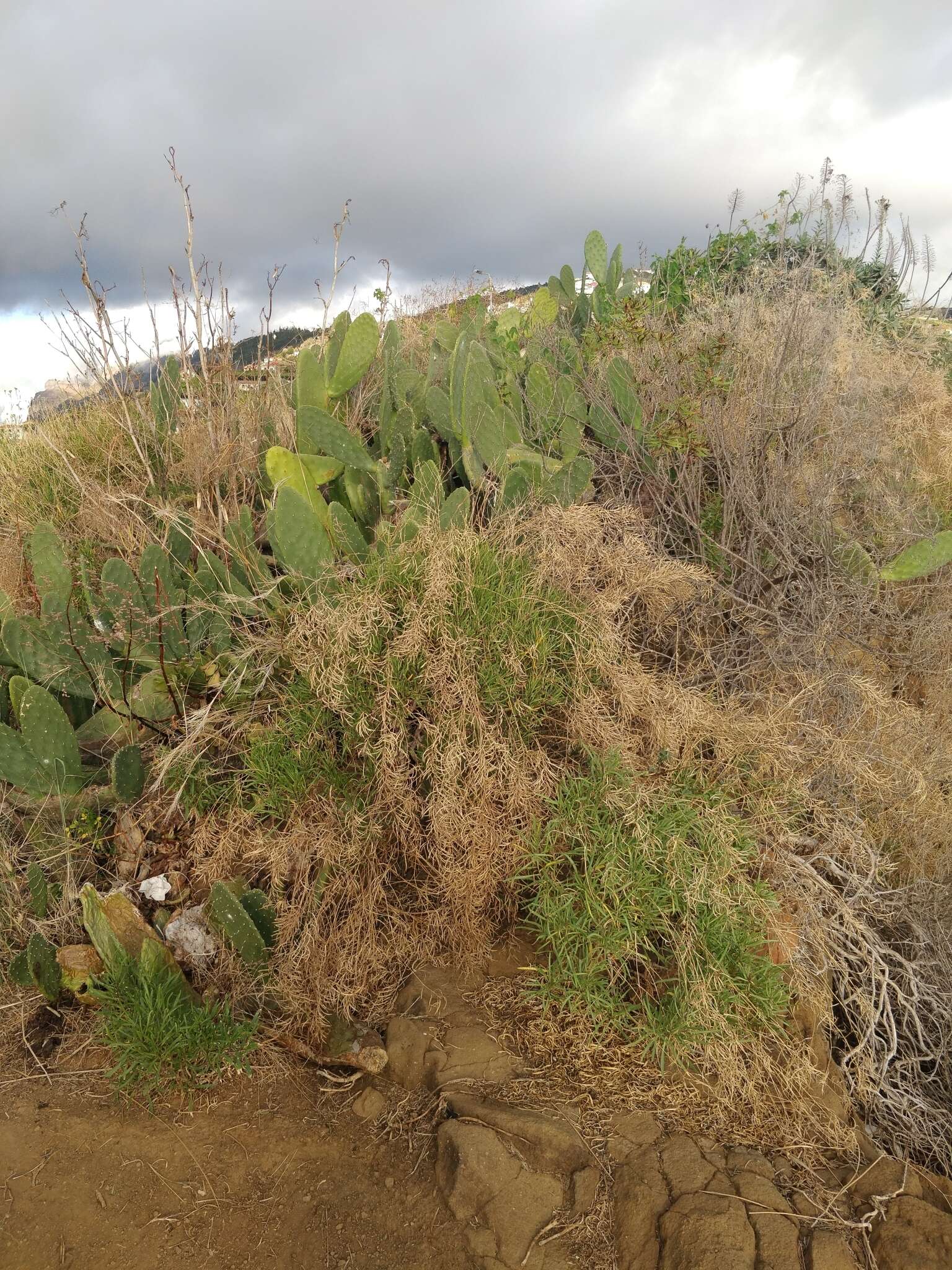 Plancia ëd Sinapidendron angustifolium (DC.) Lowe