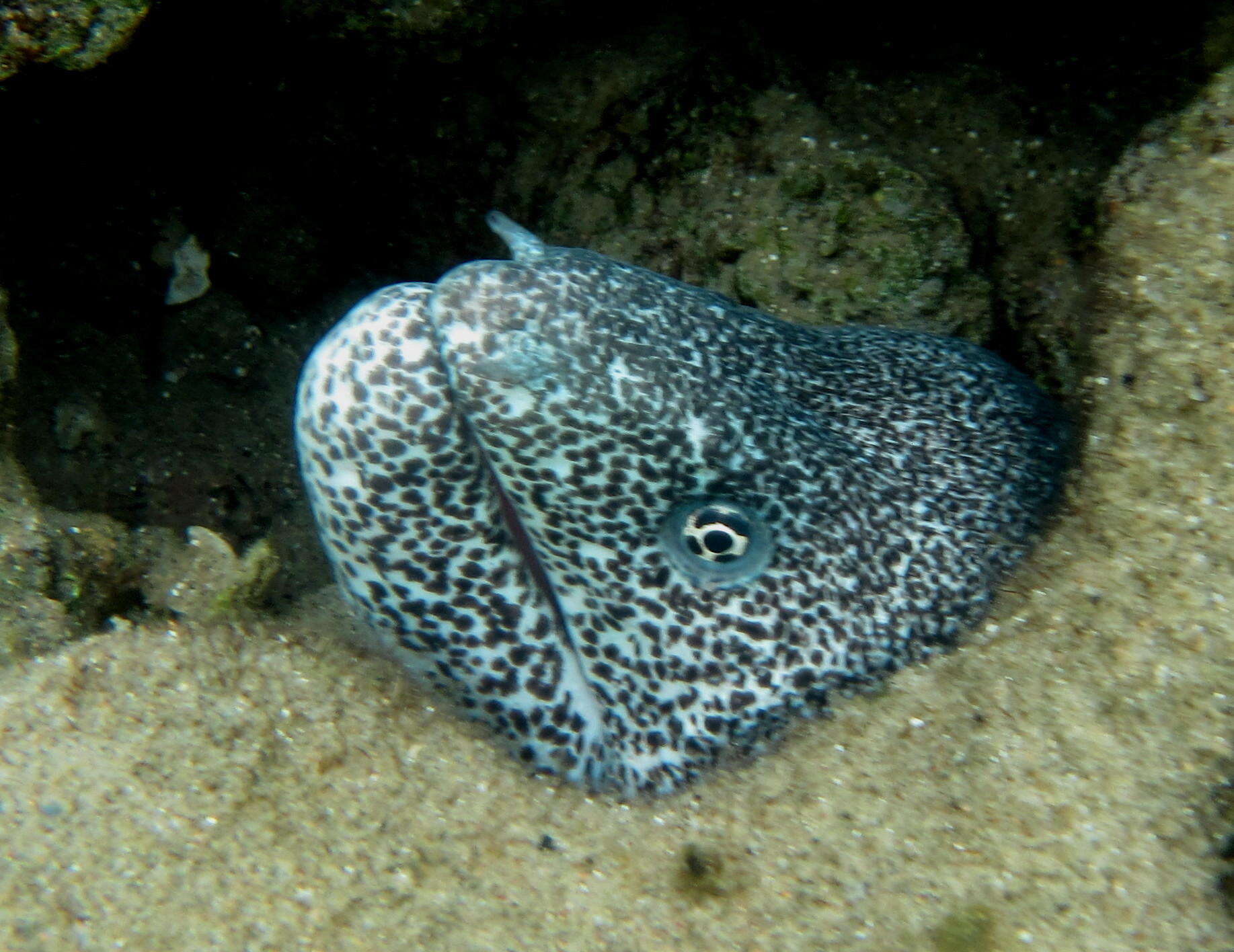 Image of Bar-cheeked eel