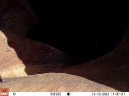 Image of Panamint Chipmunk