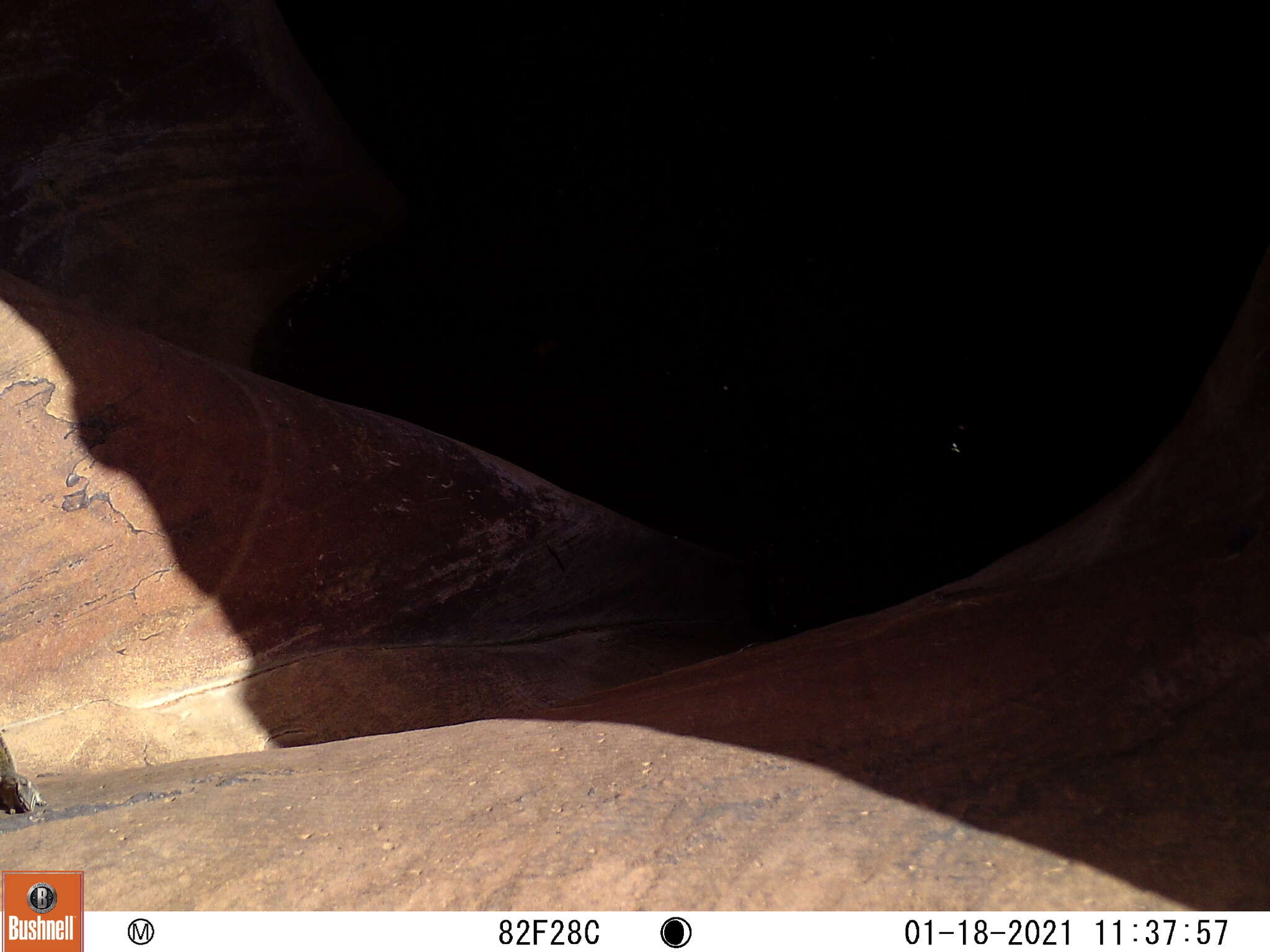 Image of Panamint Chipmunk