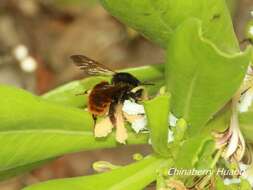 Image of Bombus bicoloratus Smith 1879