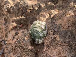 Image of Haworthia decipiens Poelln.