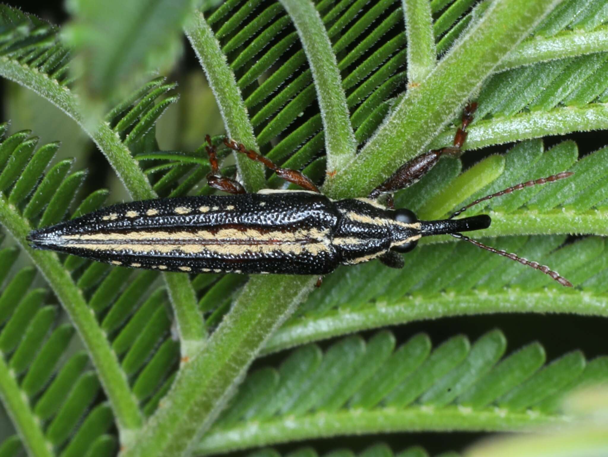 Image of Rhinotia lineata Zimmerman 1994