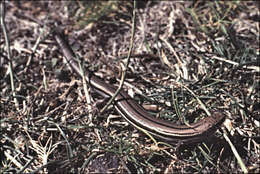 Image of Bold-striped Cool-skink