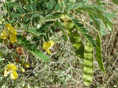 Senna auriculata (L.) Roxb. resmi