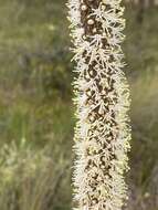 Image of Xanthorrhoea brevistyla D. A. Herb.