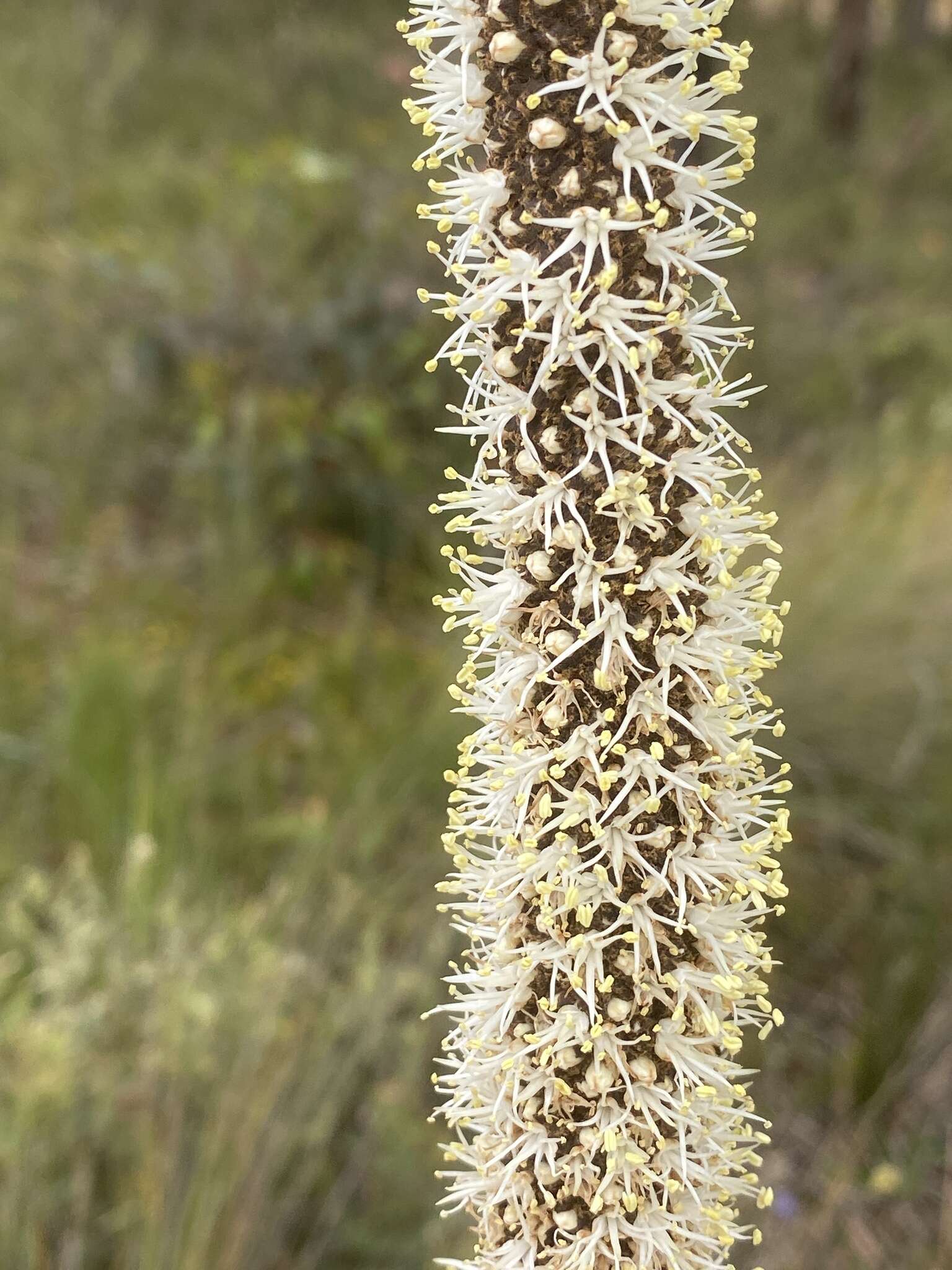 Image of Xanthorrhoea brevistyla D. A. Herb.