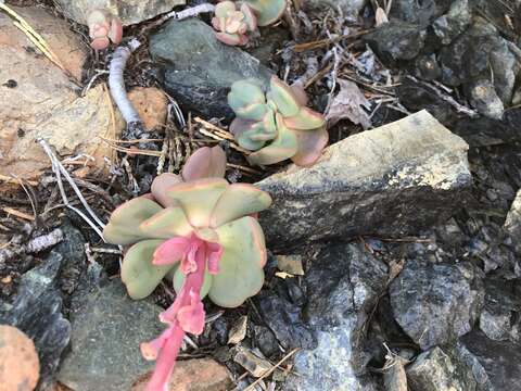 Image of roseflower stonecrop