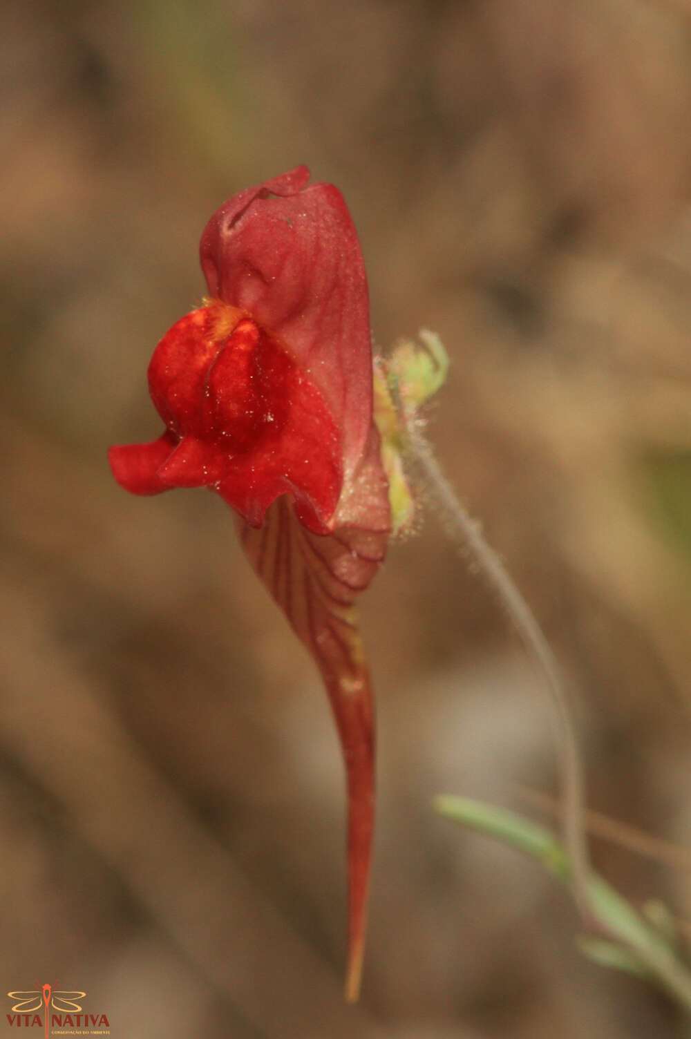 Image of roadside toadflax