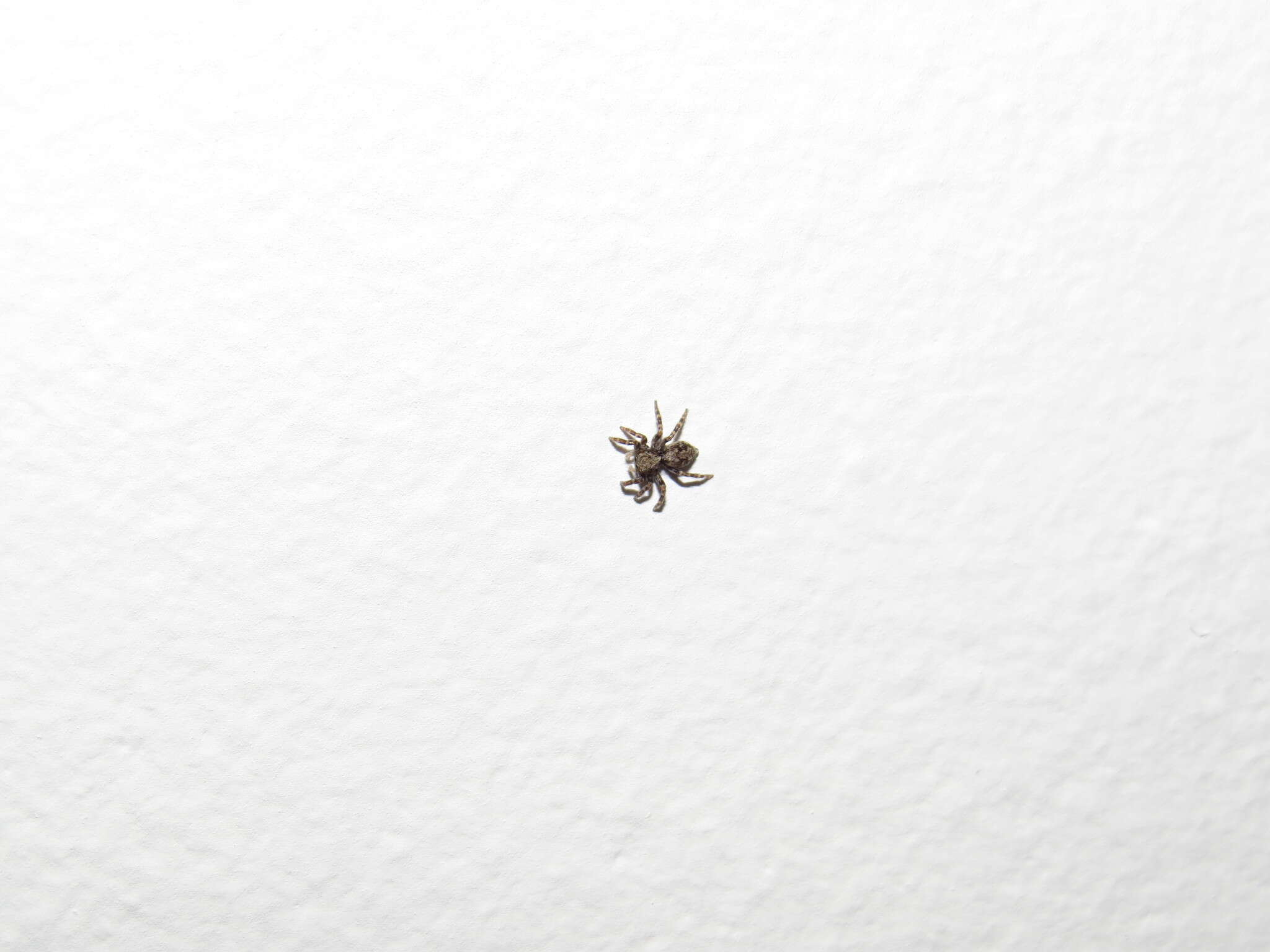 Image of Jumping spider