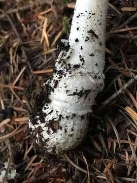 Слика од Amanita breckonii Thiers & Ammirati 1982